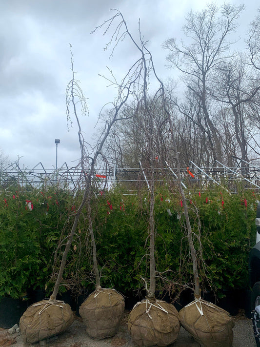 Purple Fountain European Beech