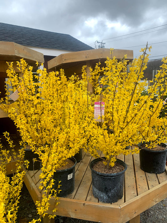 Lynwood Gold Forsythia