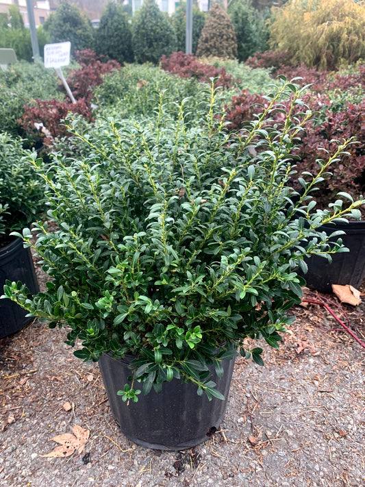 Soft Touch Japanese Holly