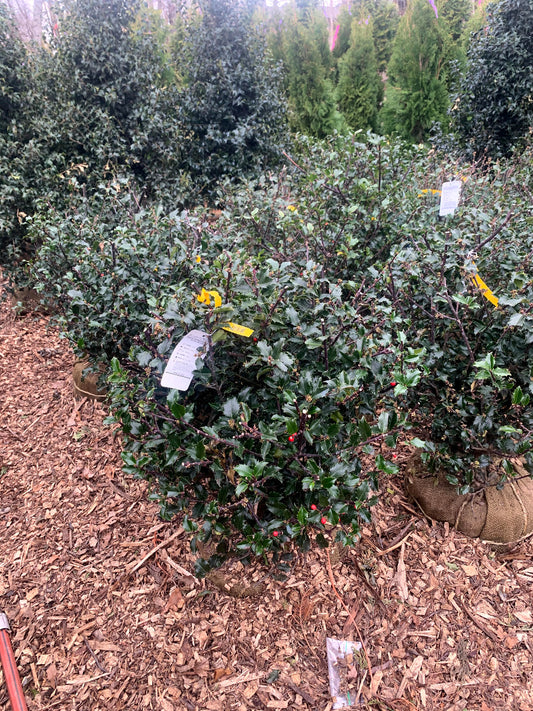 Blue Princess Holly Globe