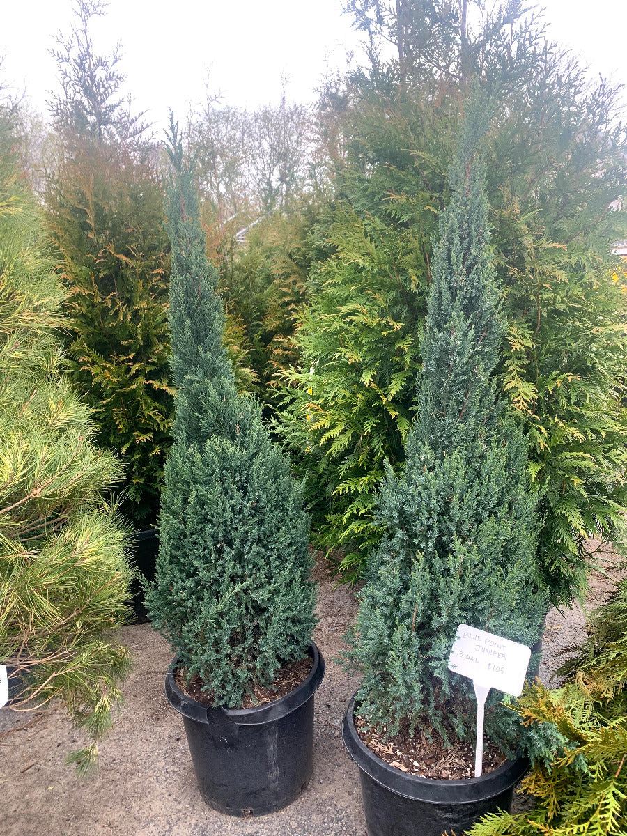 Blue Point Juniper