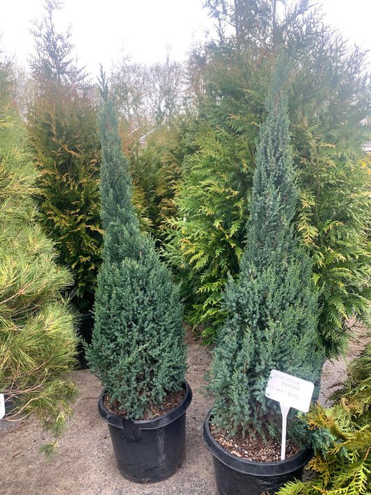 Blue Point Juniper
