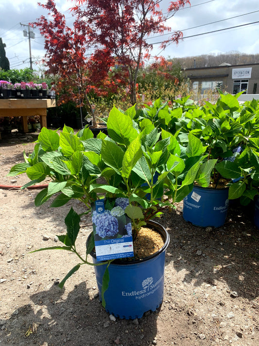 Endless Summer Hydrangea