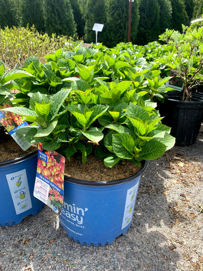 Tilt-a-swirl Hydrangea