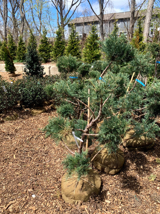 Hetz Blue Juniper Pom Pom