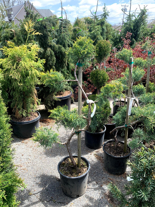 Gold Coast Juniper Topiary