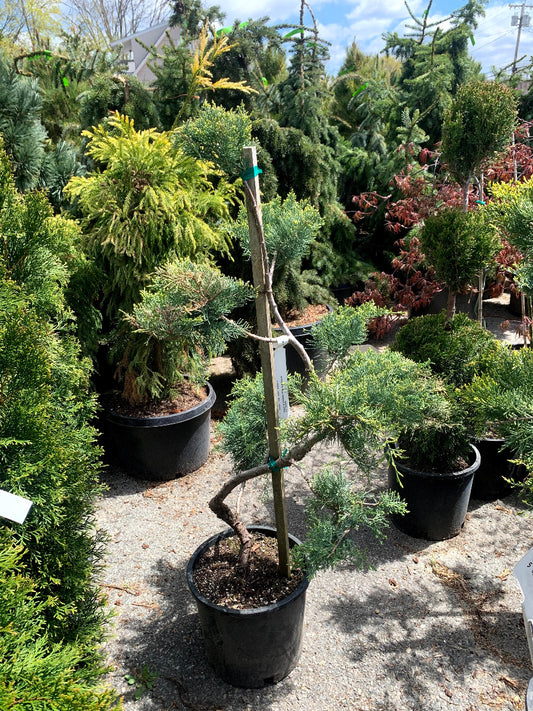 Pfitzer Juniper Topiary