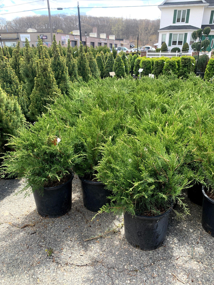 Sea Green Juniper