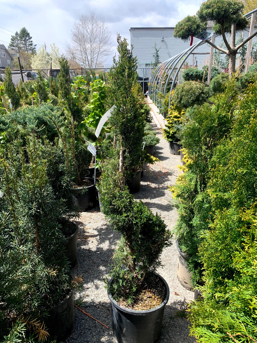 Spartan Juniper Spiral