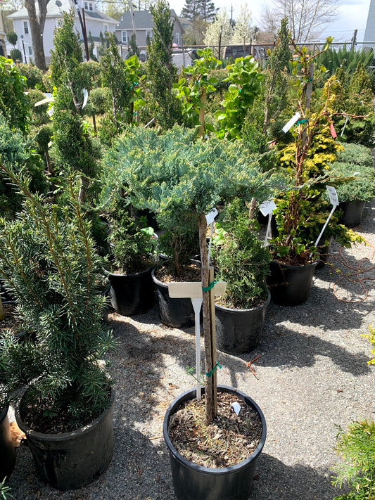 Blue Chip Juniper Standard