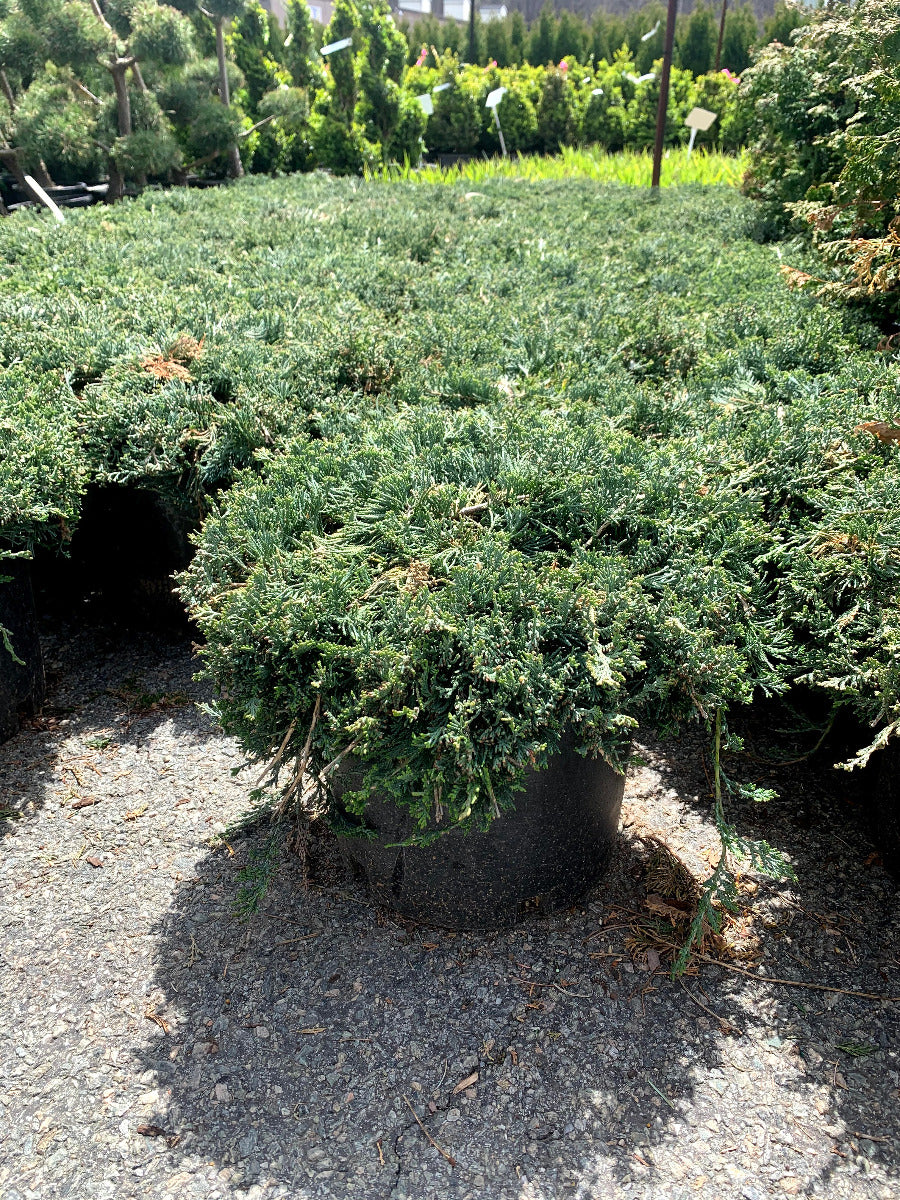 Blue Rug Juniper