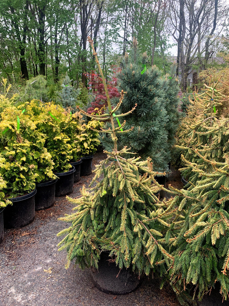 Gold Drift Norway Spruce