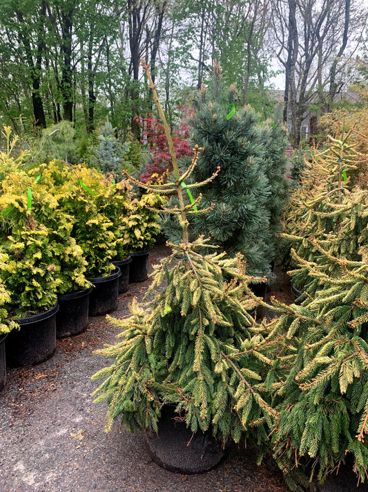 Gold Drift Norway Spruce