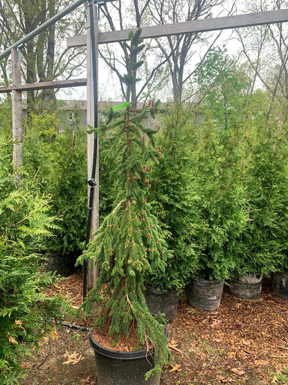 Weeping Norway Spruce