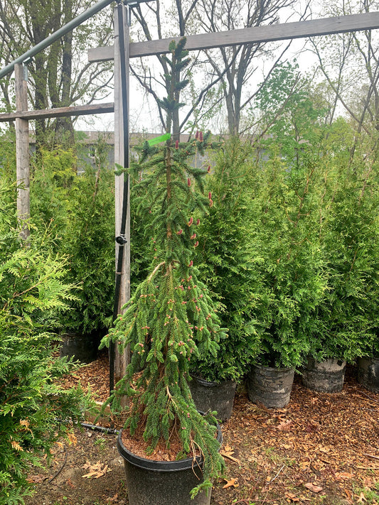 Weeping Norway Spruce