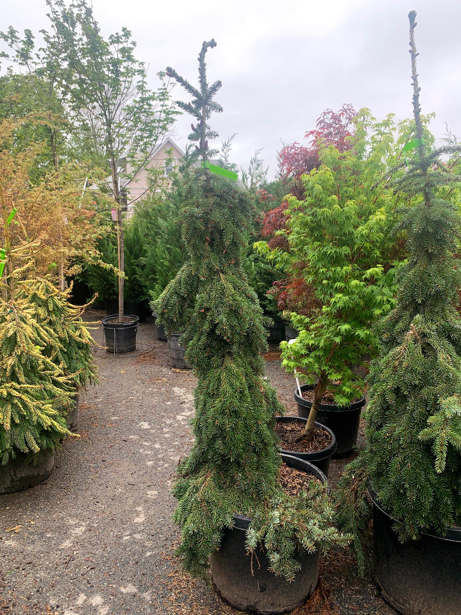 Bruns Weeping Serbian Spruce