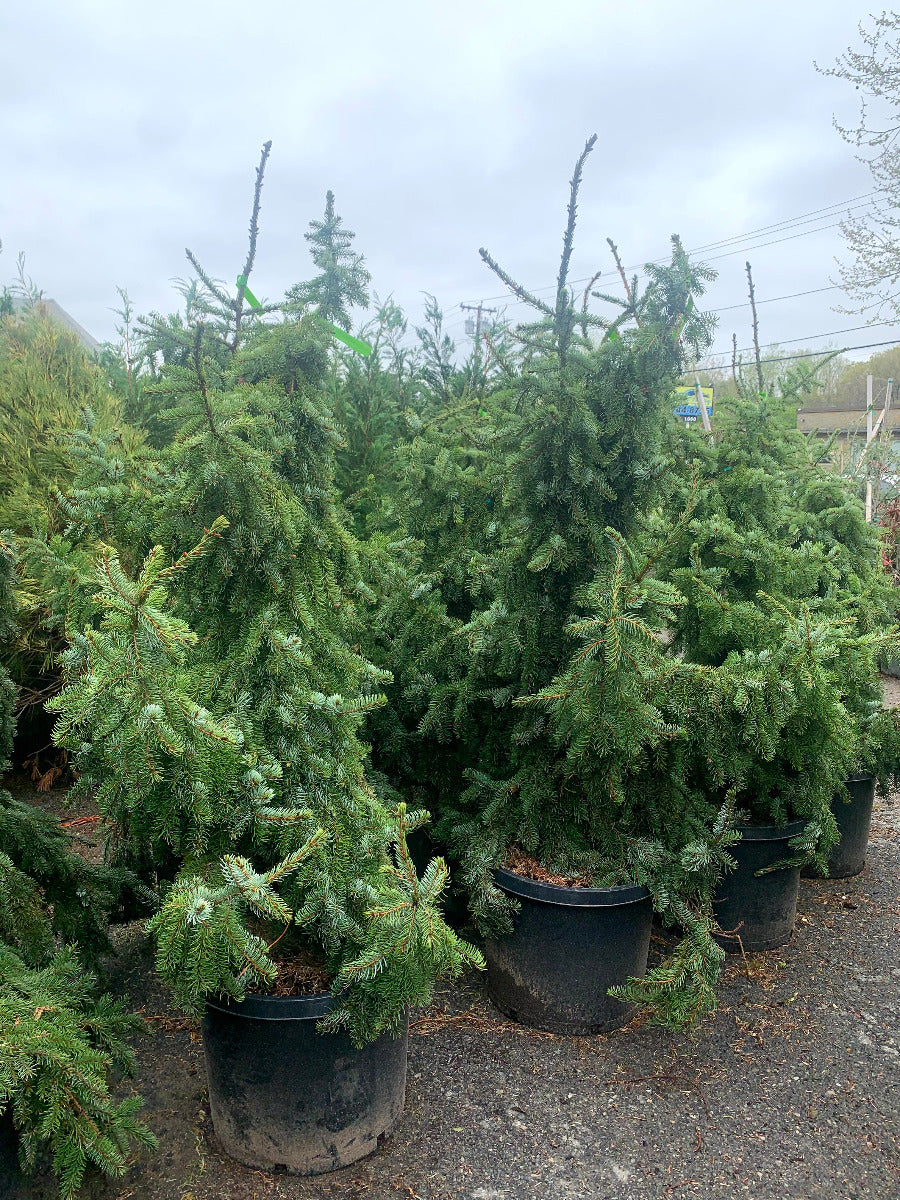 Weeping Serbian Spruce