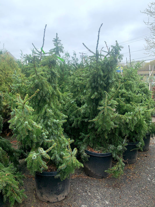 Weeping Serbian Spruce