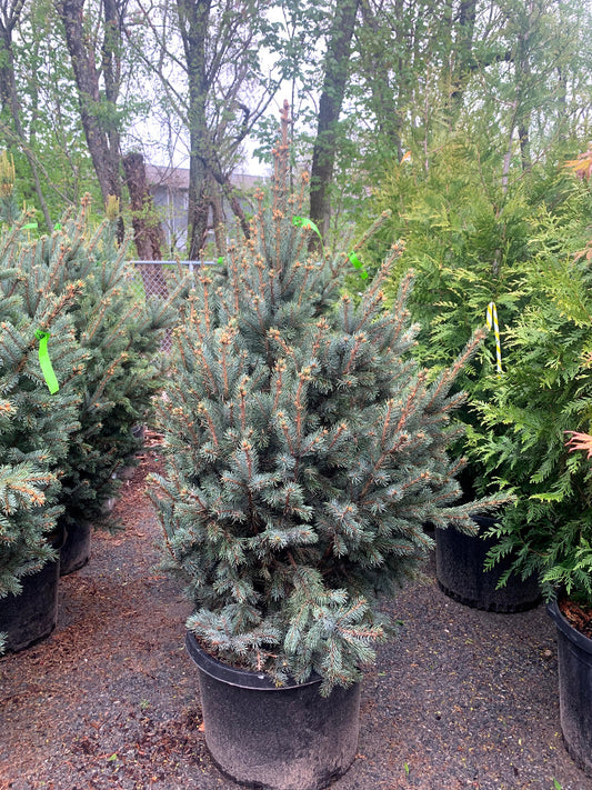 Upright Colorado Spruce