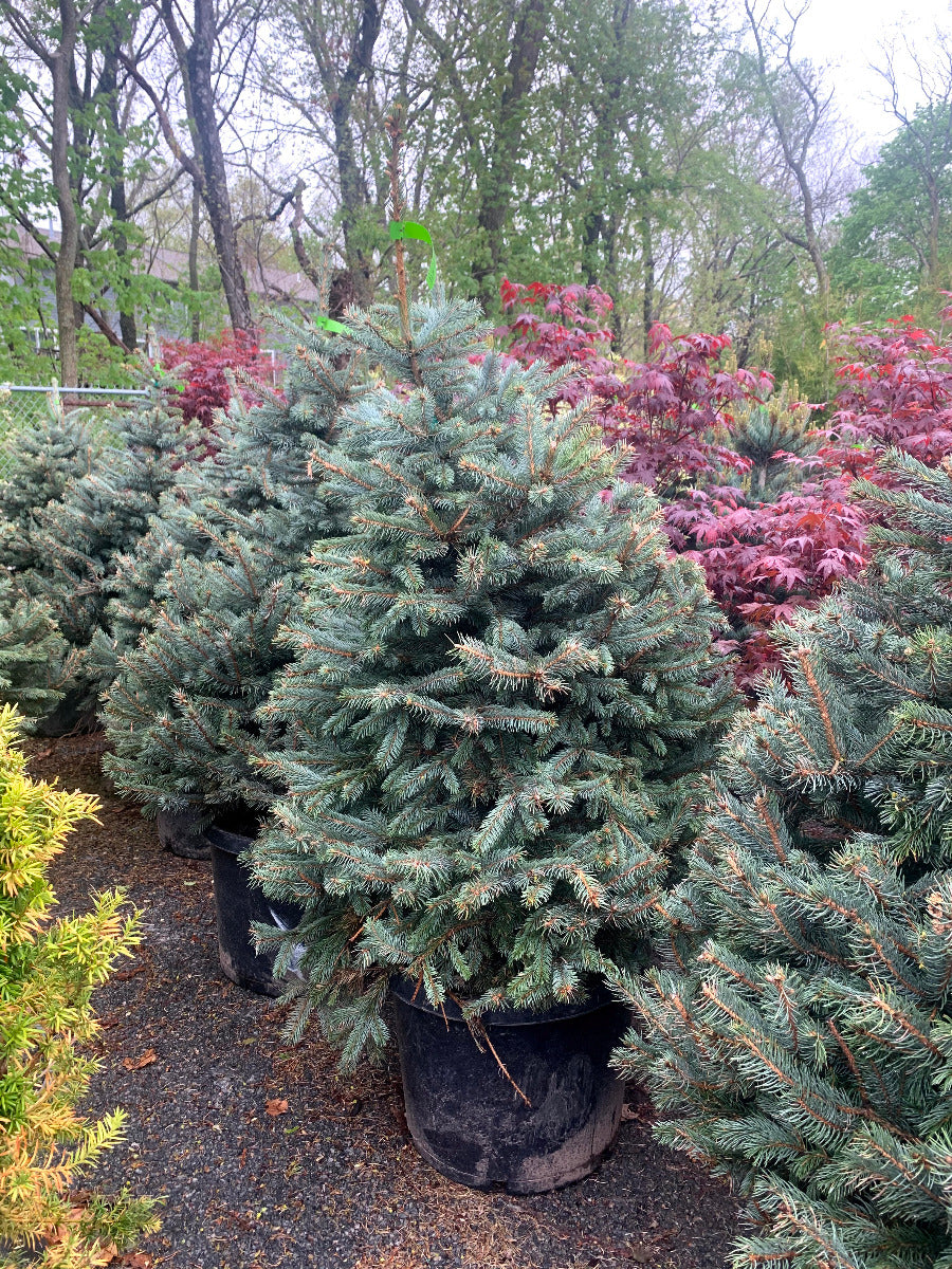 Fat Albert Colorado Spruce