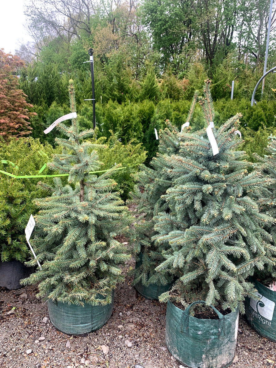 Colorado Blue Spruce