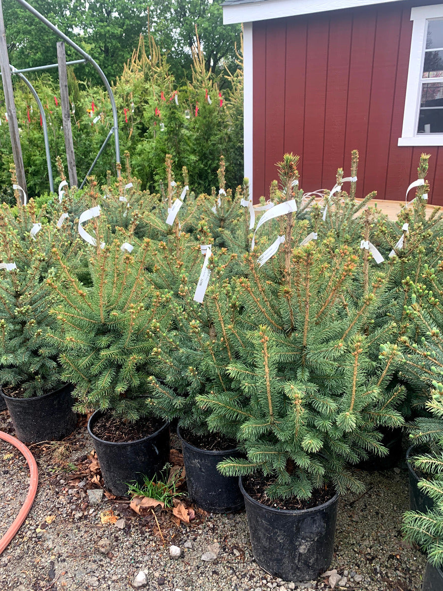 Kaibab Blue Spruce