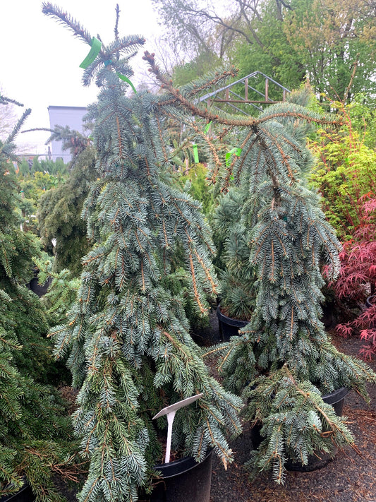 The Blues Weeping Colorado Spruce