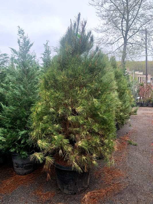 Burke's Red Variegated Japanese Red Pine