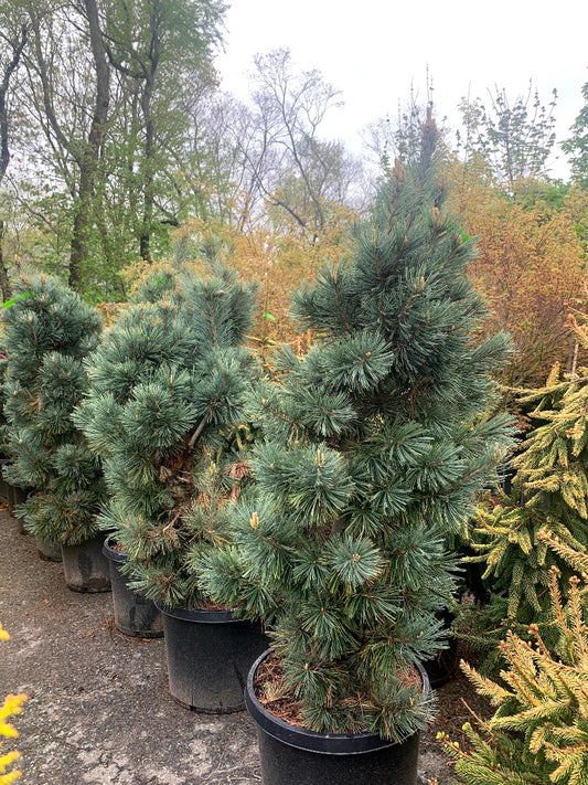 Cesarini Blue Liber Pine