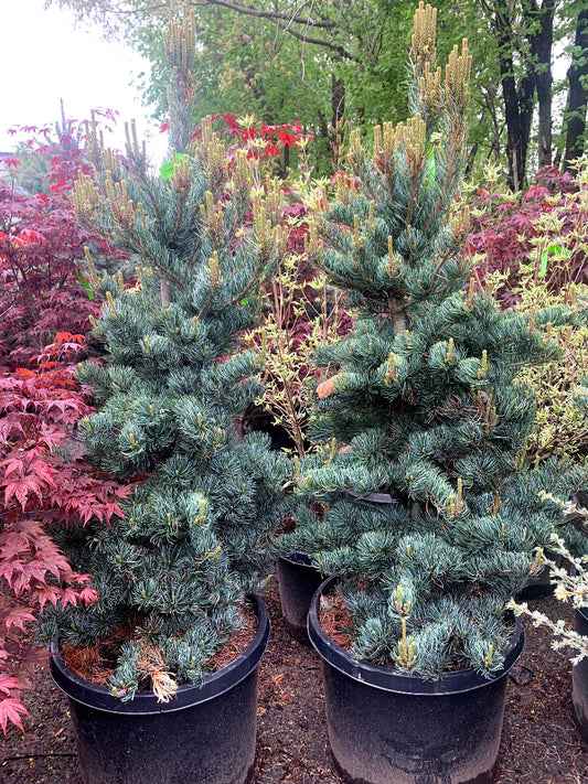 Cleary Japanese White Pine