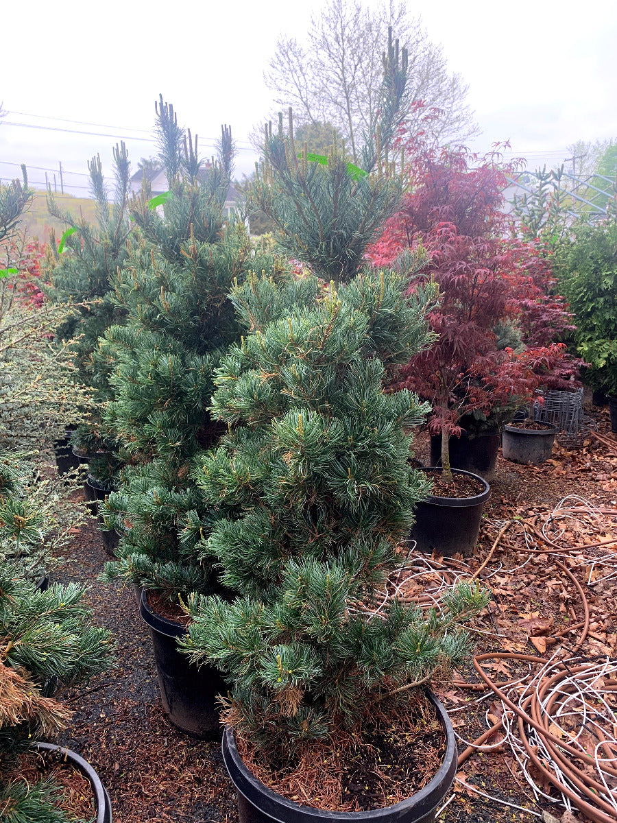 Japanese White Pine