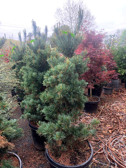 Japanese White Pine