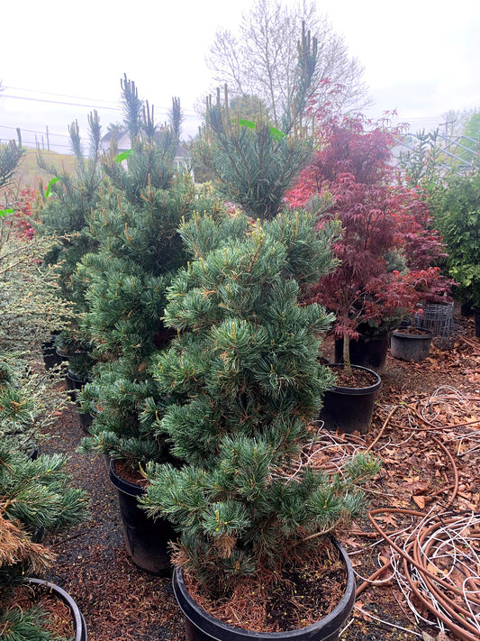 Japanese White Pine