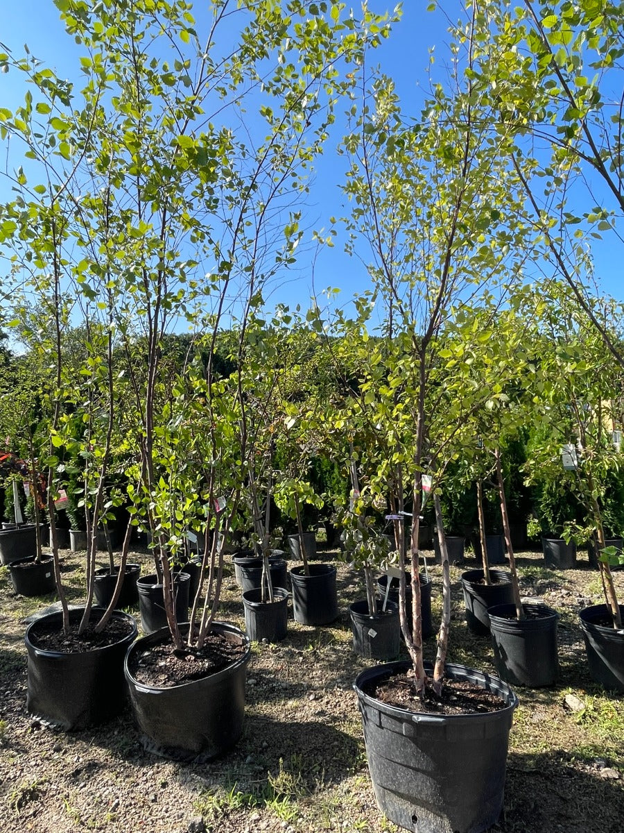 Heritage River Birch
