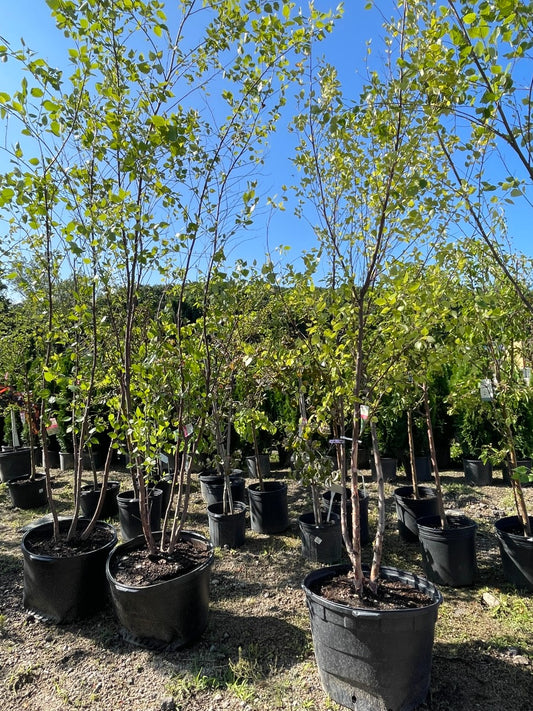 Heritage River Birch