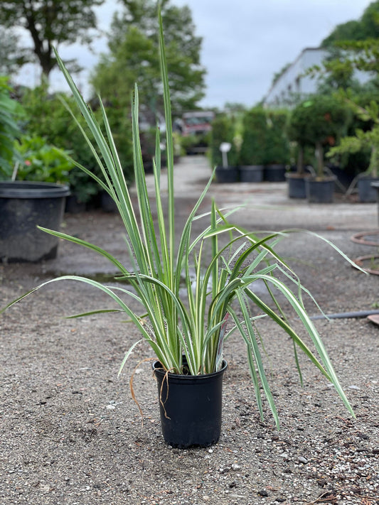 Variegated Japanese Water Iris