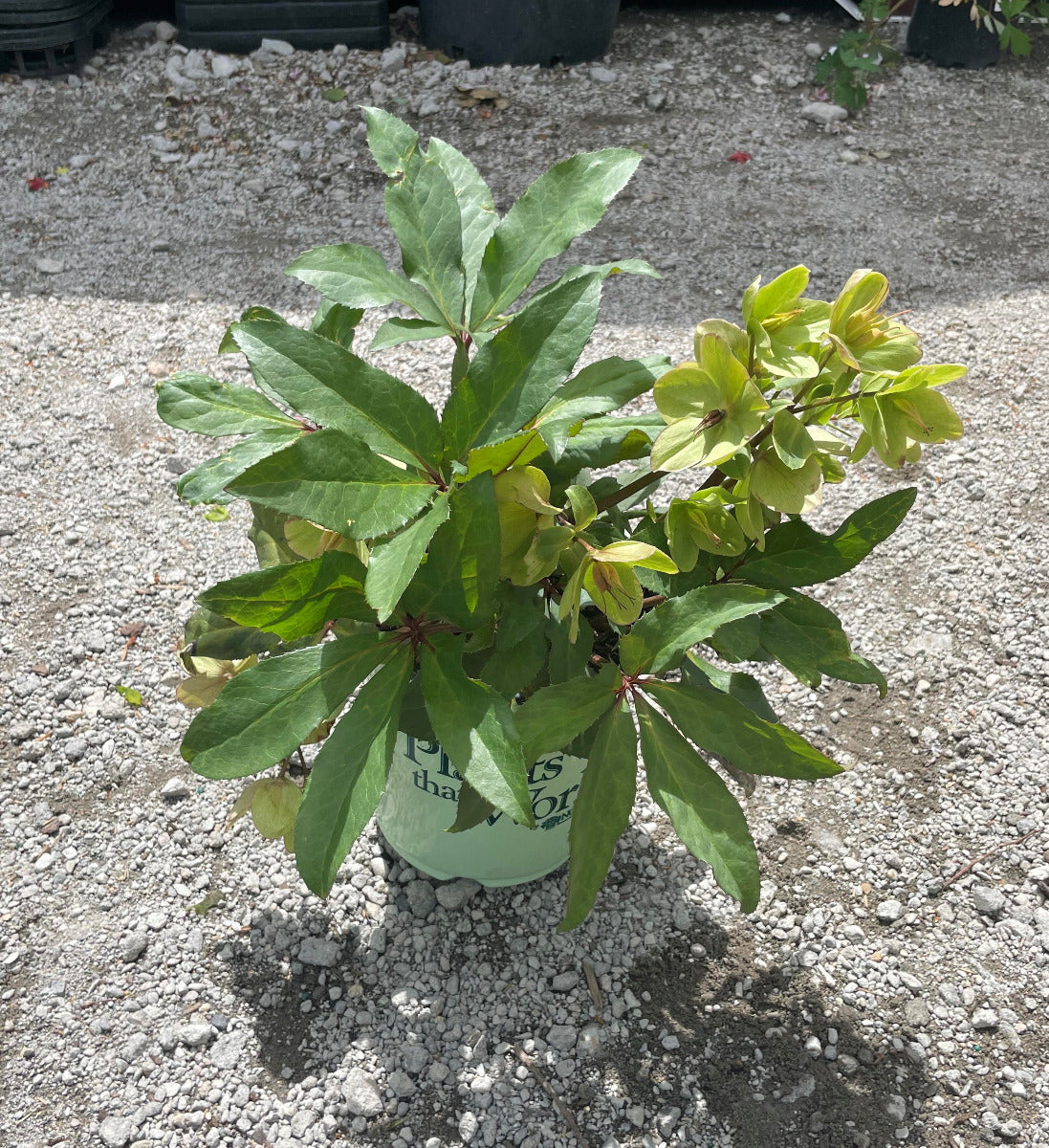 Jacob Christmas Rose