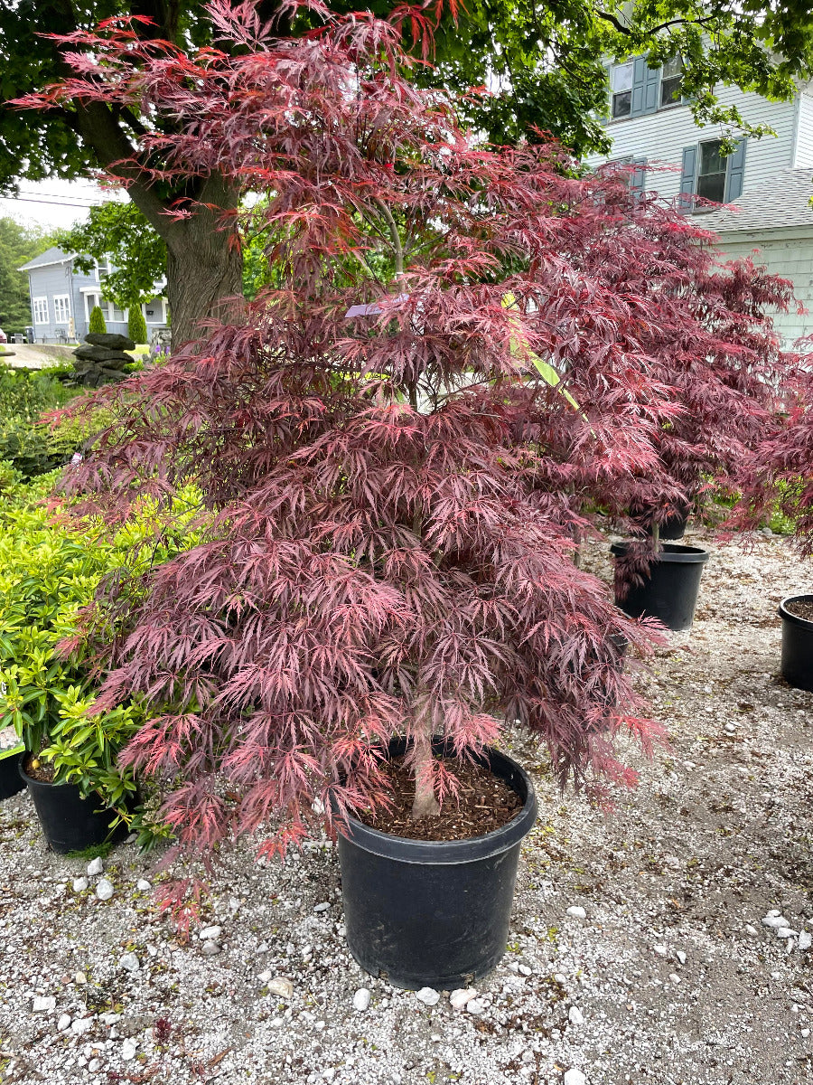 Inaba Shidare Japanese Maple