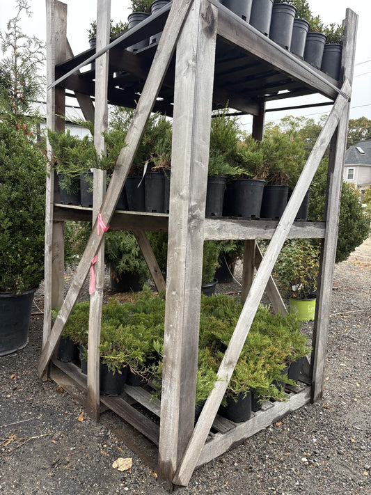 'Full pallet - 'Broadmore' Juniper 3 gallon (60 plants)
