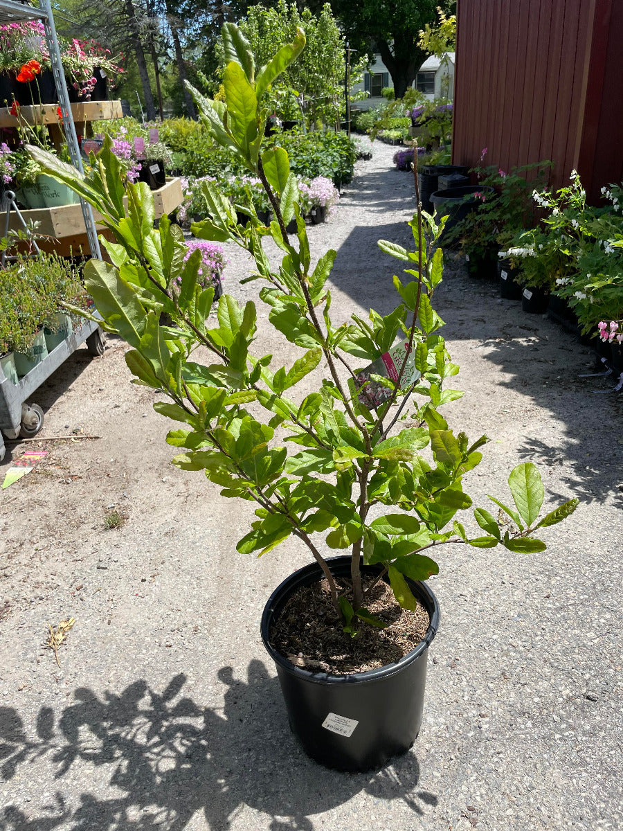 `Leonard Messel`Magnolia