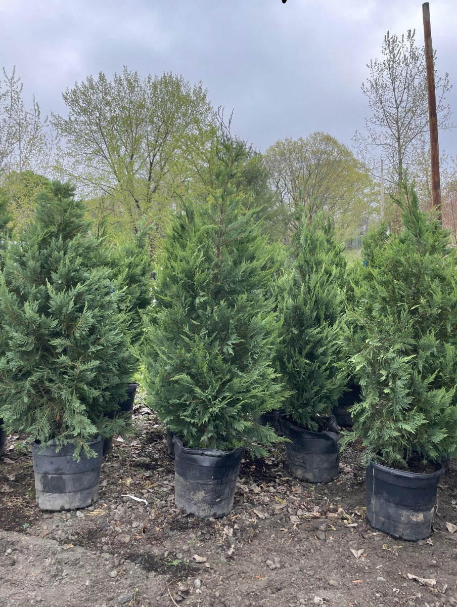 Leyland Cypress