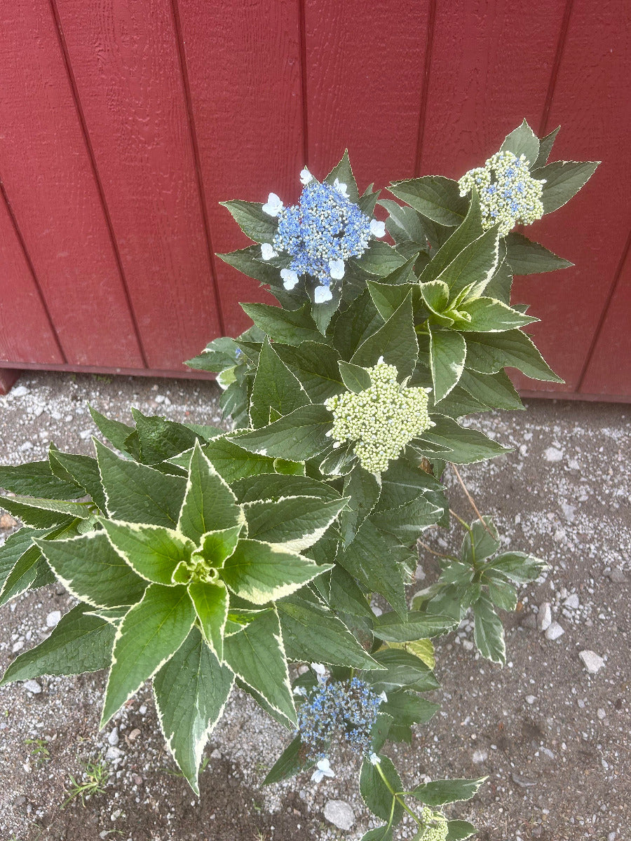 Light-o-day Hydrangea