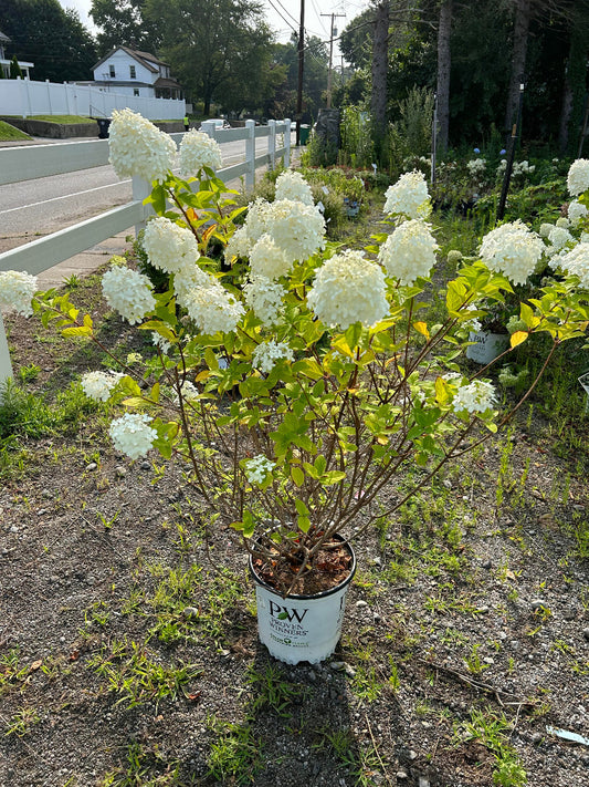 Limelight Hydrangea