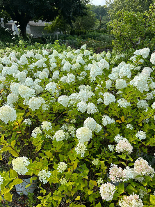 Limelight Hydrangea
