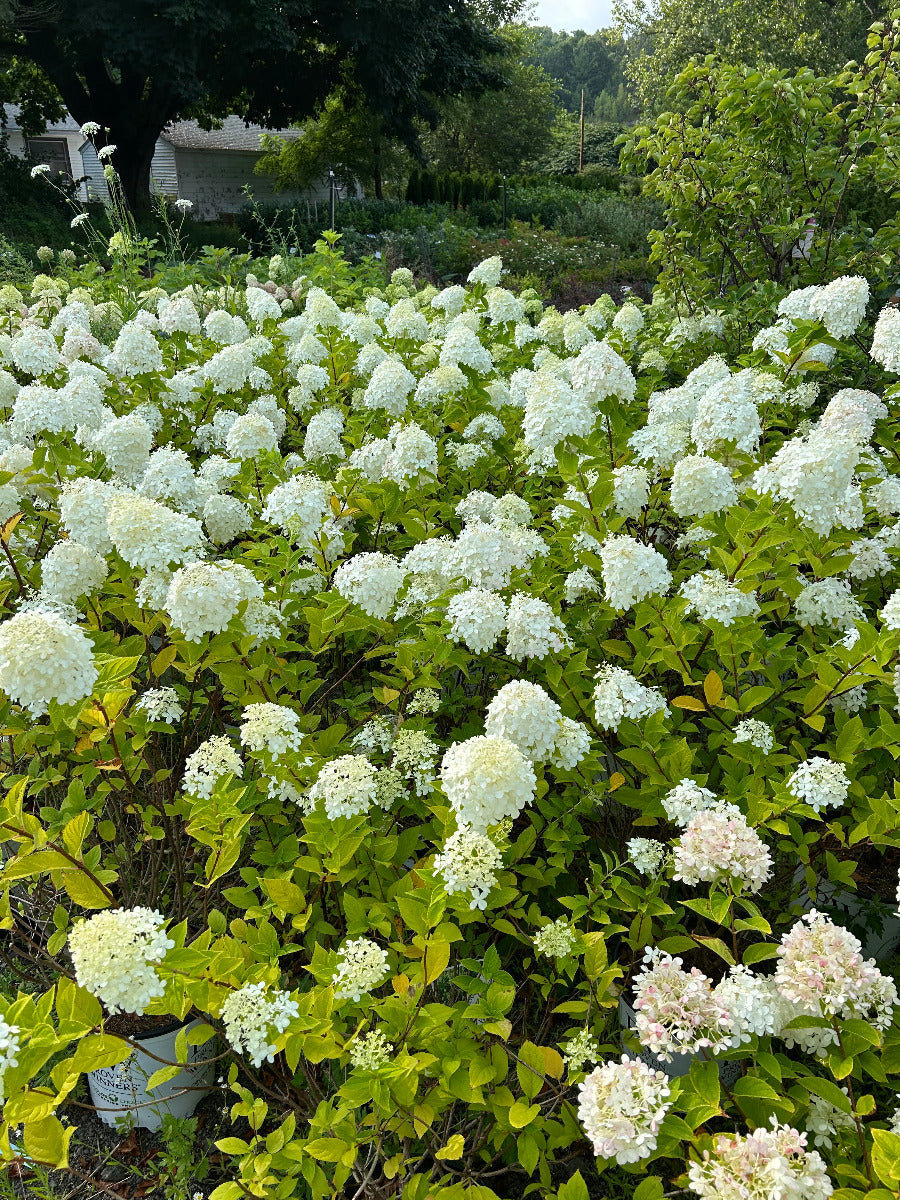 Limelight Hydrangea