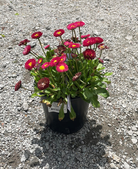 Belissima Red English Daisy