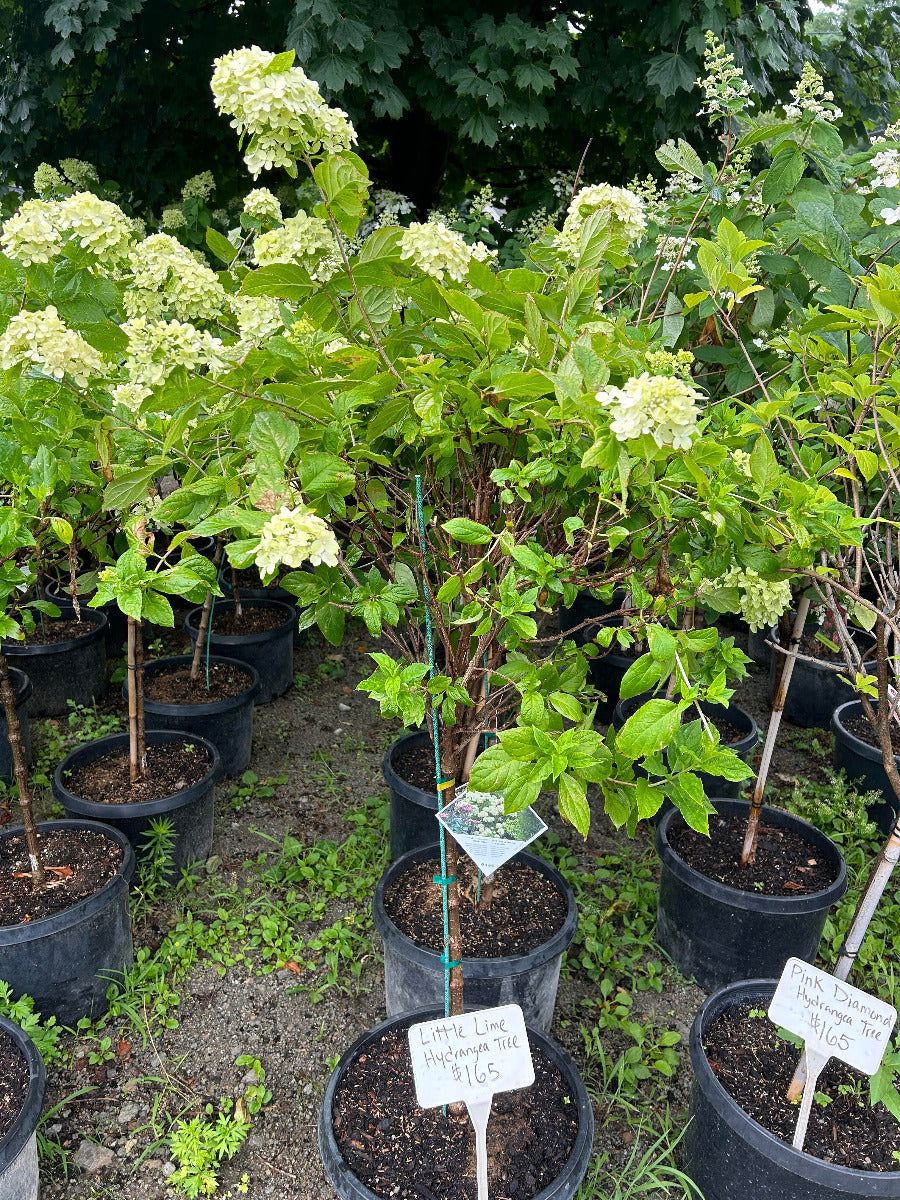 Little Lime Hydrangea Tree