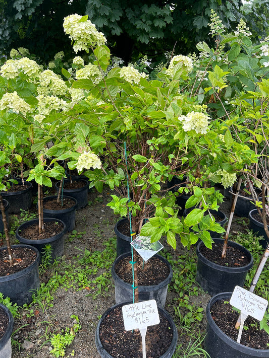 Little Lime Hydrangea Tree