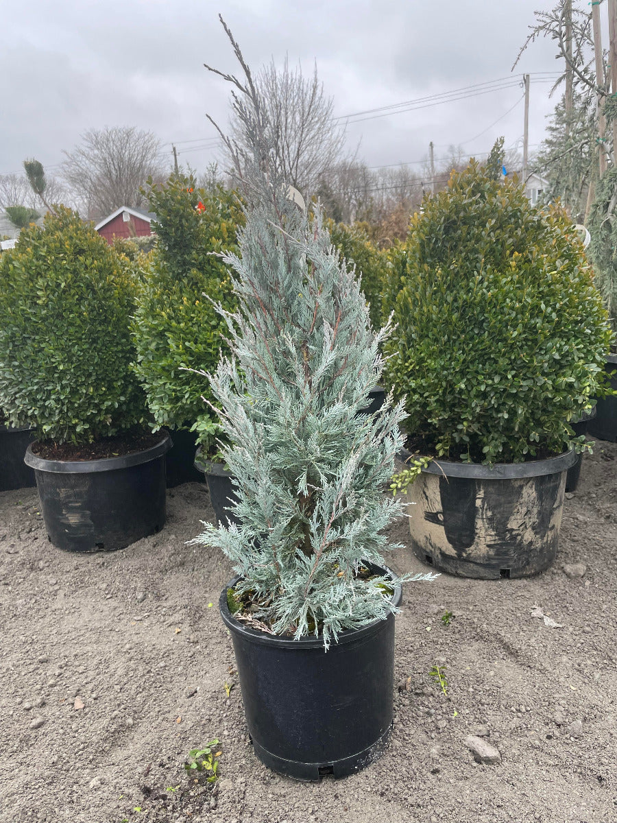 Moonglow Juniper