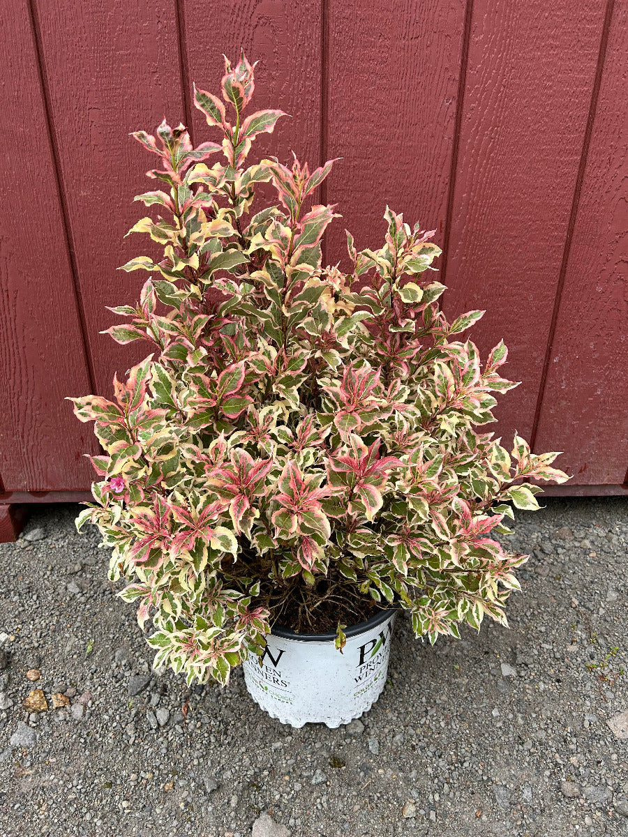 My Monet Weigela